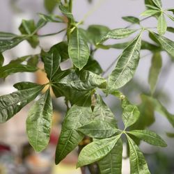 Pachera Braided Money Plants In 4 Inches Pot