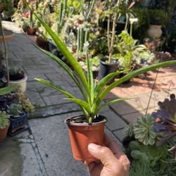 Mini Snake Plant, Sansevieria