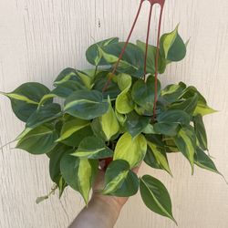 6” brazilian philodendron