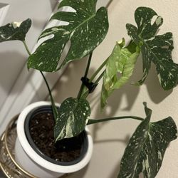 Monstera Thai Constellation 