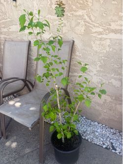 Rose of Sharon