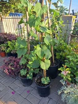 Planta