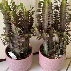 ♥️Gorgeous Euphoria Royal Red Lucky PLANT🙏PLS READ DESCRIPTION 