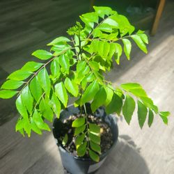 Curry LEAF PLANT