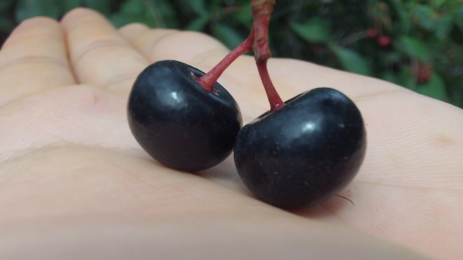 Mexican Cherry Tree