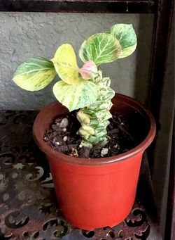 Variegated Euphorbia Ritchiei Plant