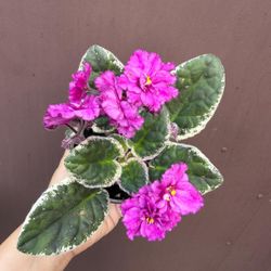 4” variegated african violet 