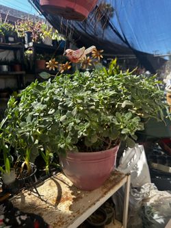 Suculenta aeonium