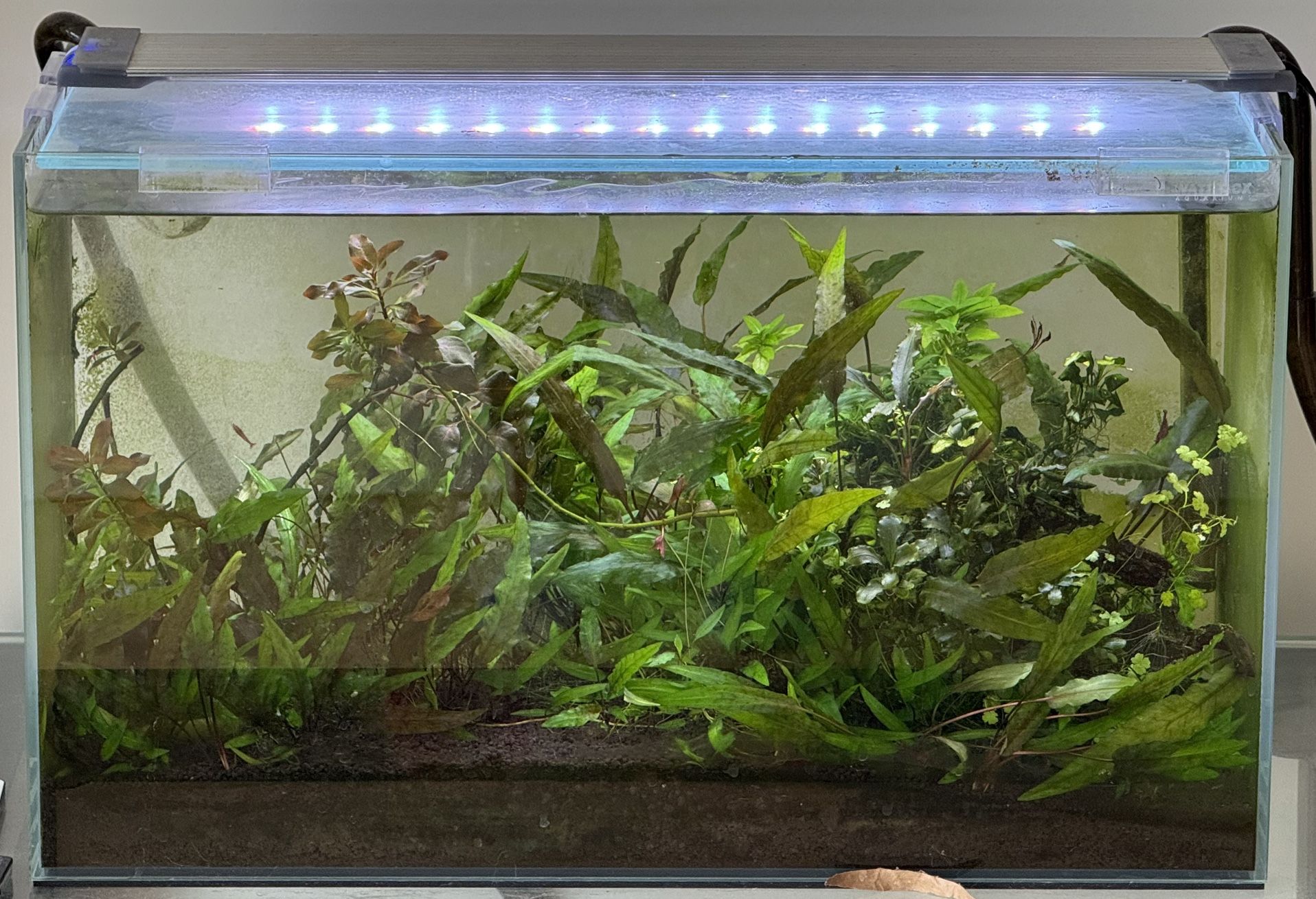 10 Gallon Freshwater Rimless Planted Tanks/Aquarium