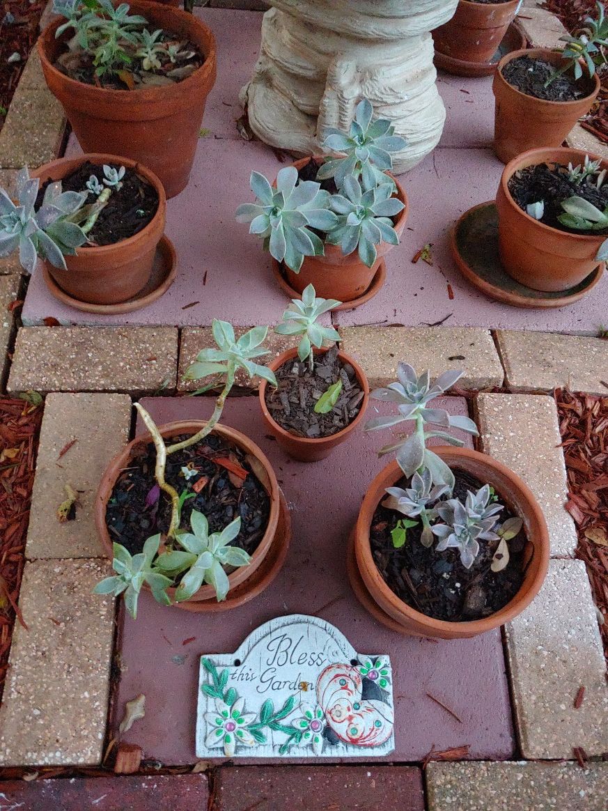 Succulent family clay pots