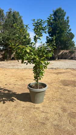 Organic 7’ Eureka Lemon Tree - Lancaster CA