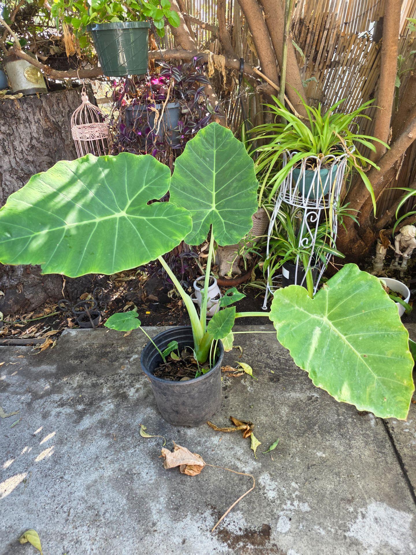 Large elephant plant.