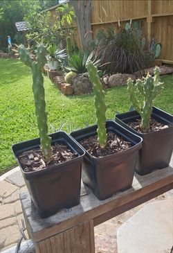 Cactus