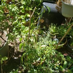 Chile De Arbol Plants. 