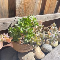 Mixed Succulents In Practice Pot