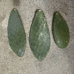 Prickly pear opuntia Indica