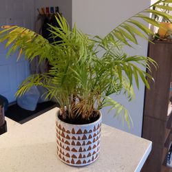 Palm Plant In 5" Ceramic Pot