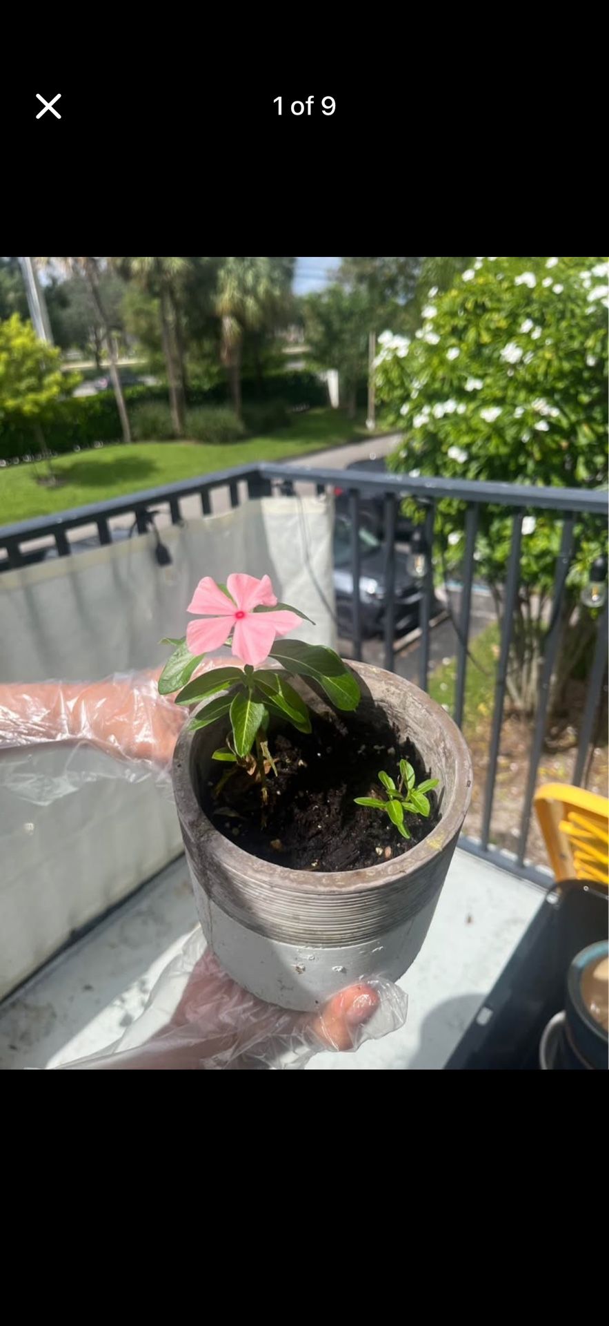 Real Flower plant, asian green chilli plant, ceramic & plastic pots starts from $5 only