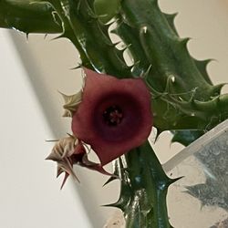 8” Organic Homegrown Rare “Red Dragon” Starfish Cactus (Huernia schneideriana) Succulent Houseplant Plant w/pot
