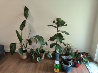 Large plants