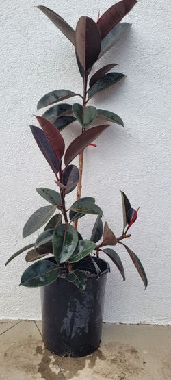 Ficus Elastic Burgandy 5 arms
