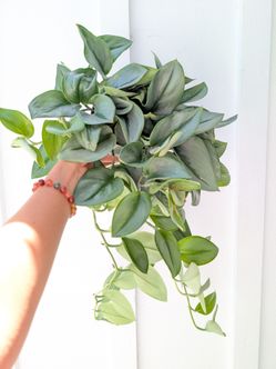 Scindapsus Treubii Moonlight Plant 6" Pot - Indoor House Plants
