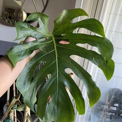 Indoor Two Big Plants - Moving Sale 