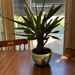 Indoor Yucca Plant 
