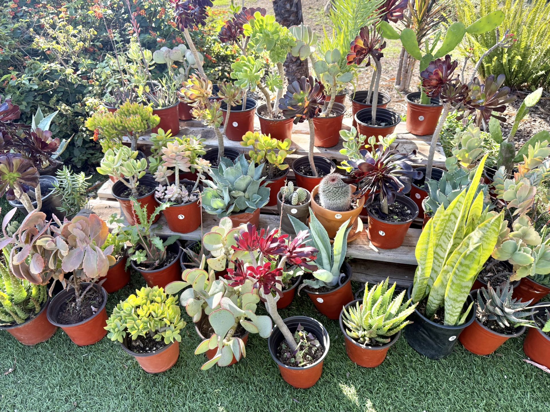 Variety Of Succulents Plants