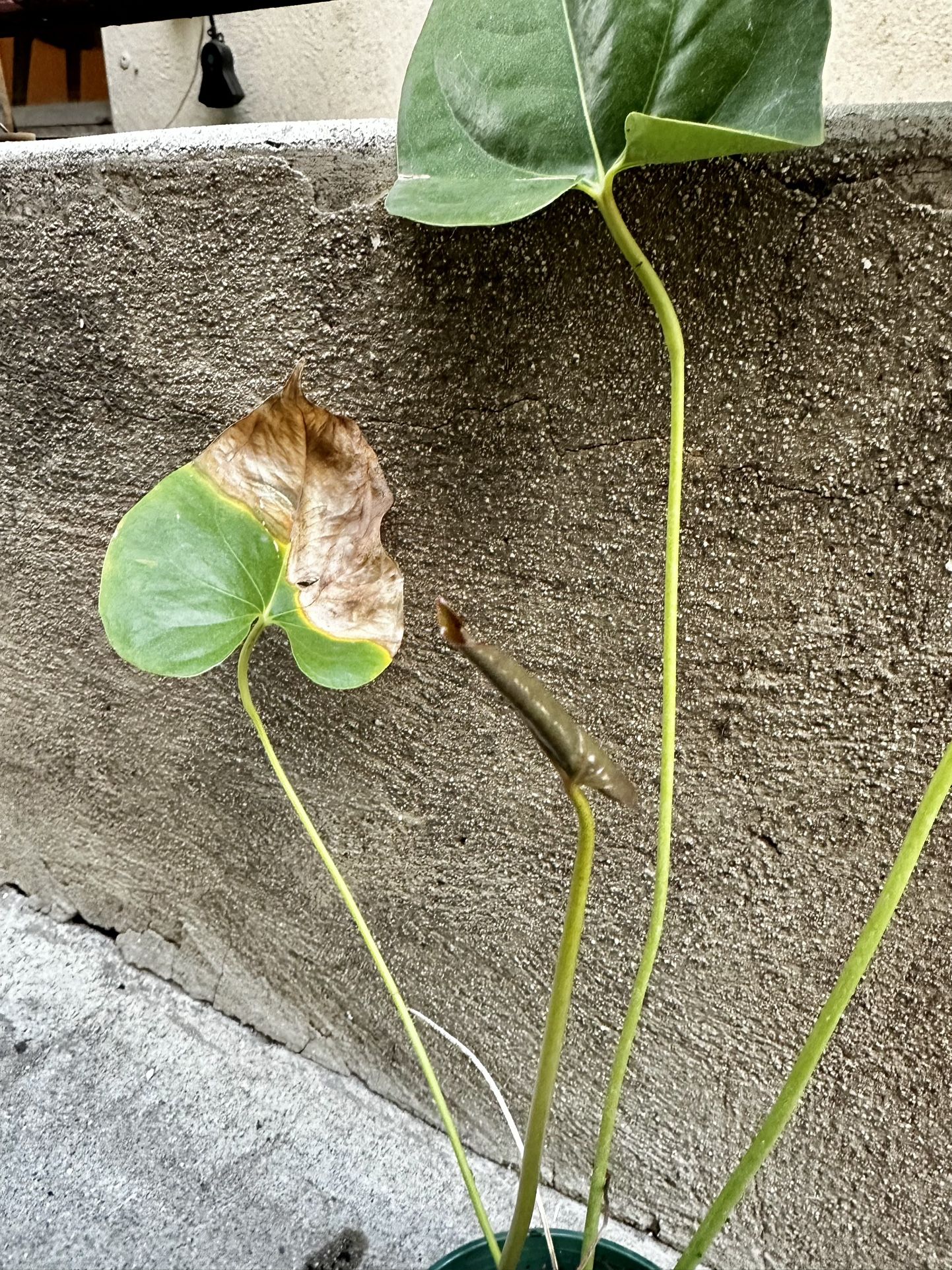 Anthurium Decipiens 4 Live Plant