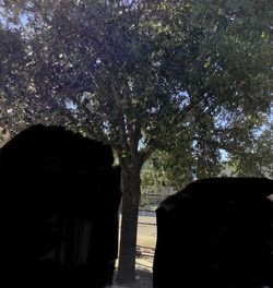 Árbol Grande Encino