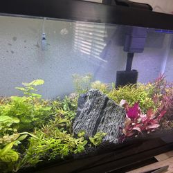 10 gallon planted aquarium 
