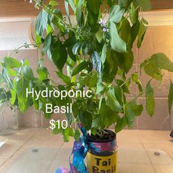 Tai Basil Plant Hydroponic Grown