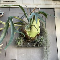 Lush Happy Staghorn Fern On Iron Backing With Airplants And Spanish Moss