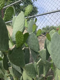 Se Venden Nopalitos Resiente Cortados A $2.00 La Volcita