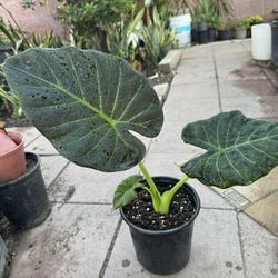 Elephant Ear