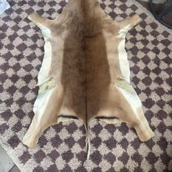 Taxiderm Rug Or Etc.