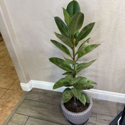 Live Moonshine Ficus Shivereana Plant 3 Ft 8 In With A Ceramic Pot (Please Read Full Description)