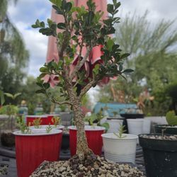 Bonsai - Korean Boxwood 'Winter Gem'