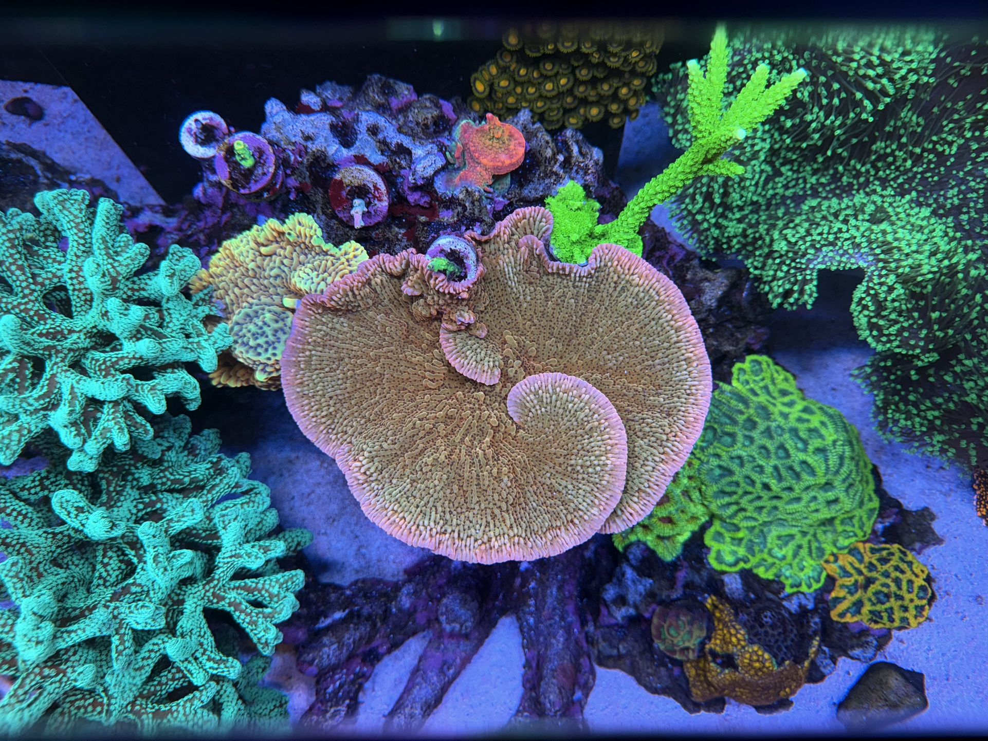 TSA Death Spiral Montipora Coral