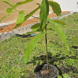 Avocado Tree
