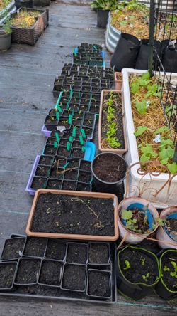Plant and Seedling sale + Multi Fam Garage Sale