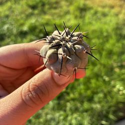 Copiapoa Cinerea Seed Grown Original 