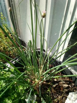 Blooming Chives. 3gallons
