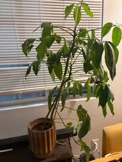 Large Plants