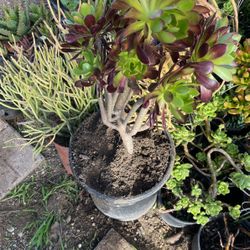 Rose Aeonium