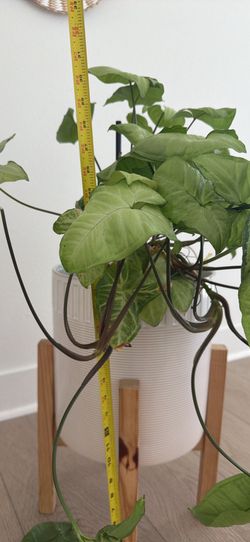 Beautiful Indoor Syngonium Plant (Arrowhead Plant) – Healthy & Full