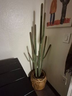 South western cactus decor