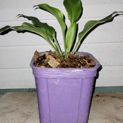 Hosta Plant 