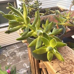 Different Plants & Cuttings 